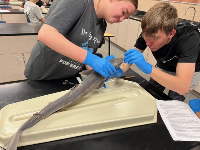 Doherty+Students+Disect+Sharks