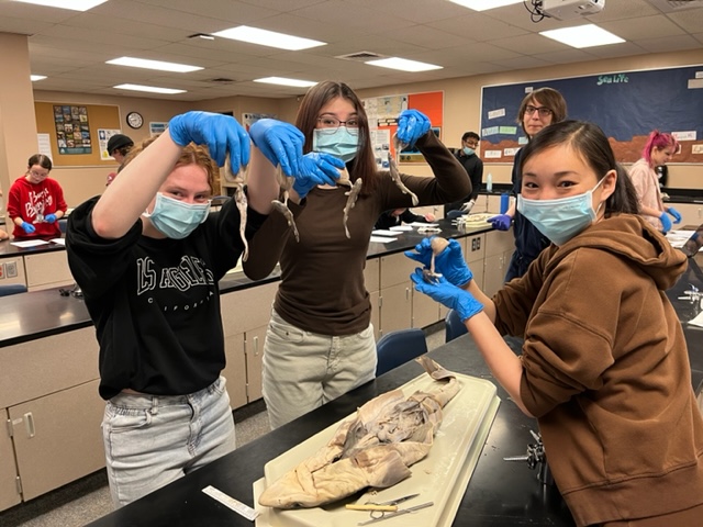 Students+Emma+Franklin%2C+Mia+Sagapolu%2Cand+Luciana+Clark+hold+up+dissected+baby+sharks.+