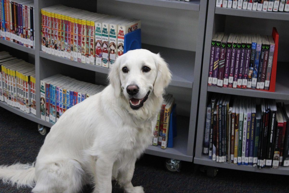 Therapy dog Ki-Yay on the job in the school library.