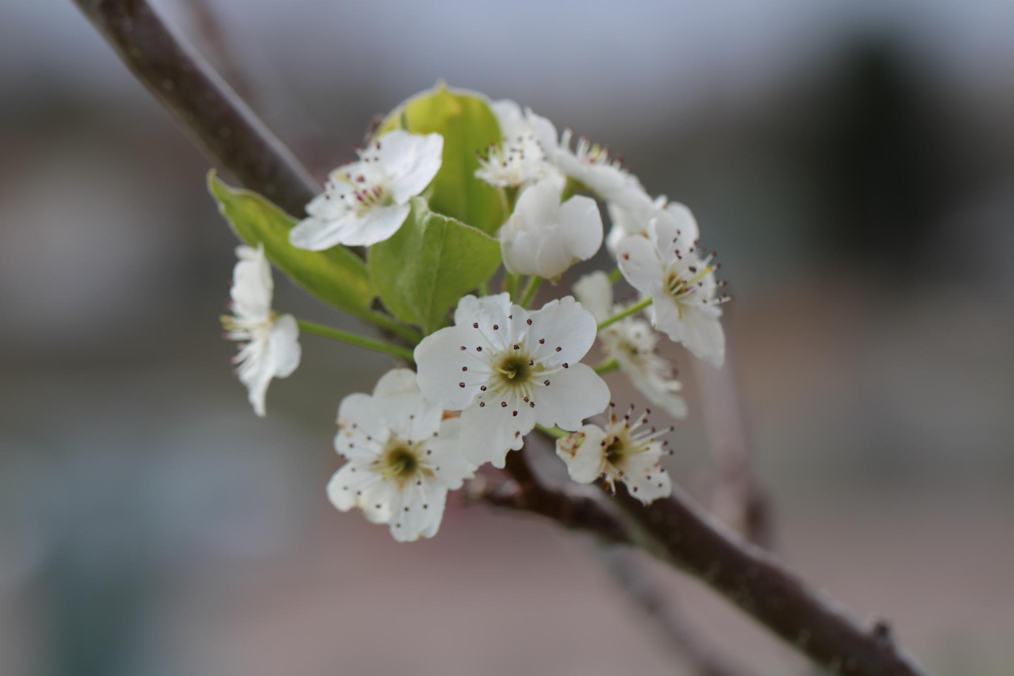 White flowers on a tree in the east parking lot of Doherty High School.