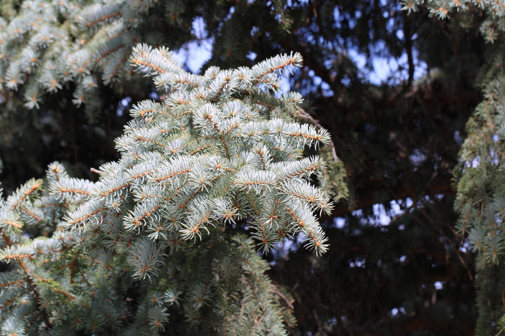 Colorado state tree the Blue Spruce right at the bus stop at Doherty High School.
