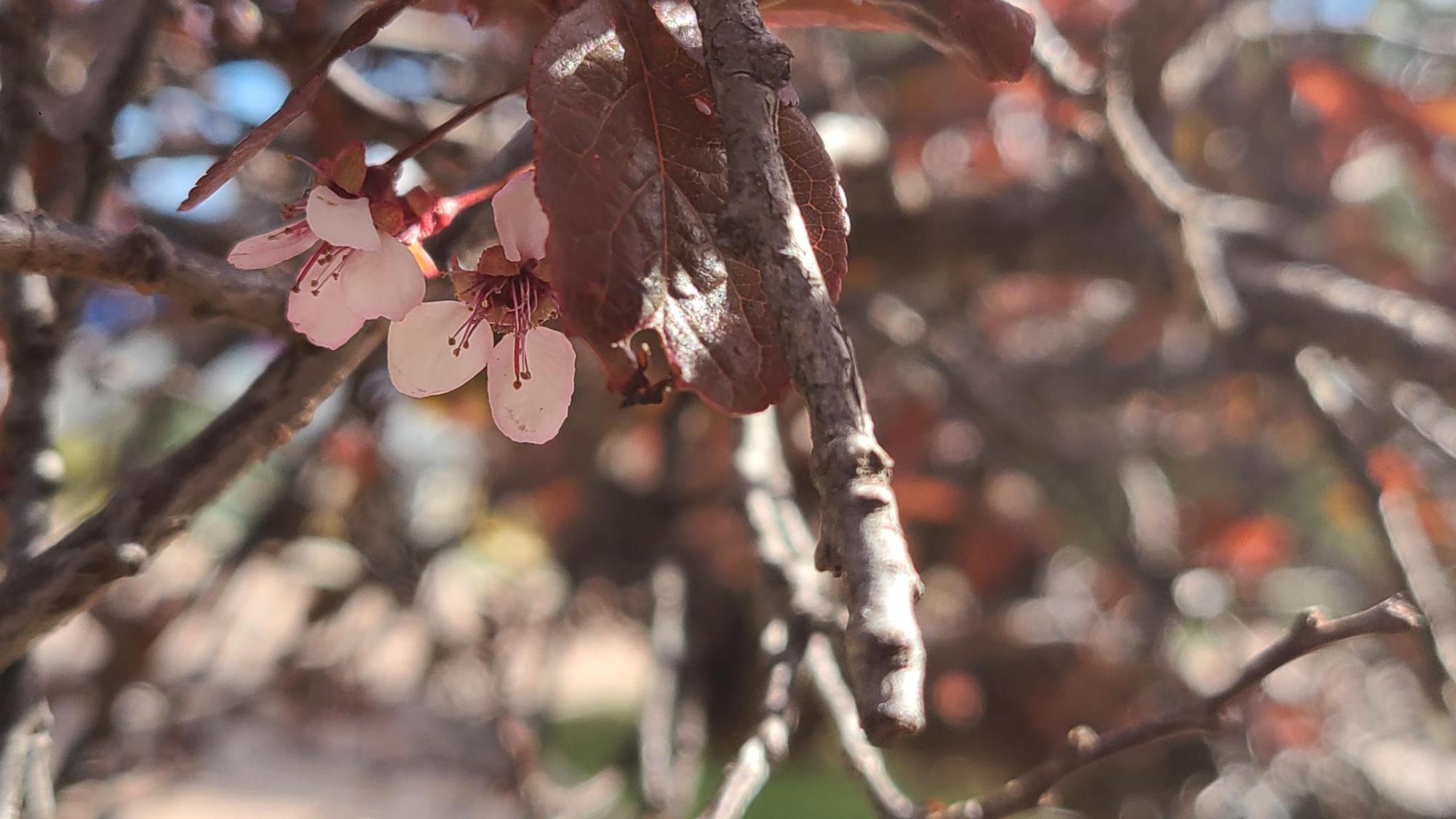 Even with signs of winter's pause in life, flowers begin to bloom on a cherry blossom tree near Doherty High School.