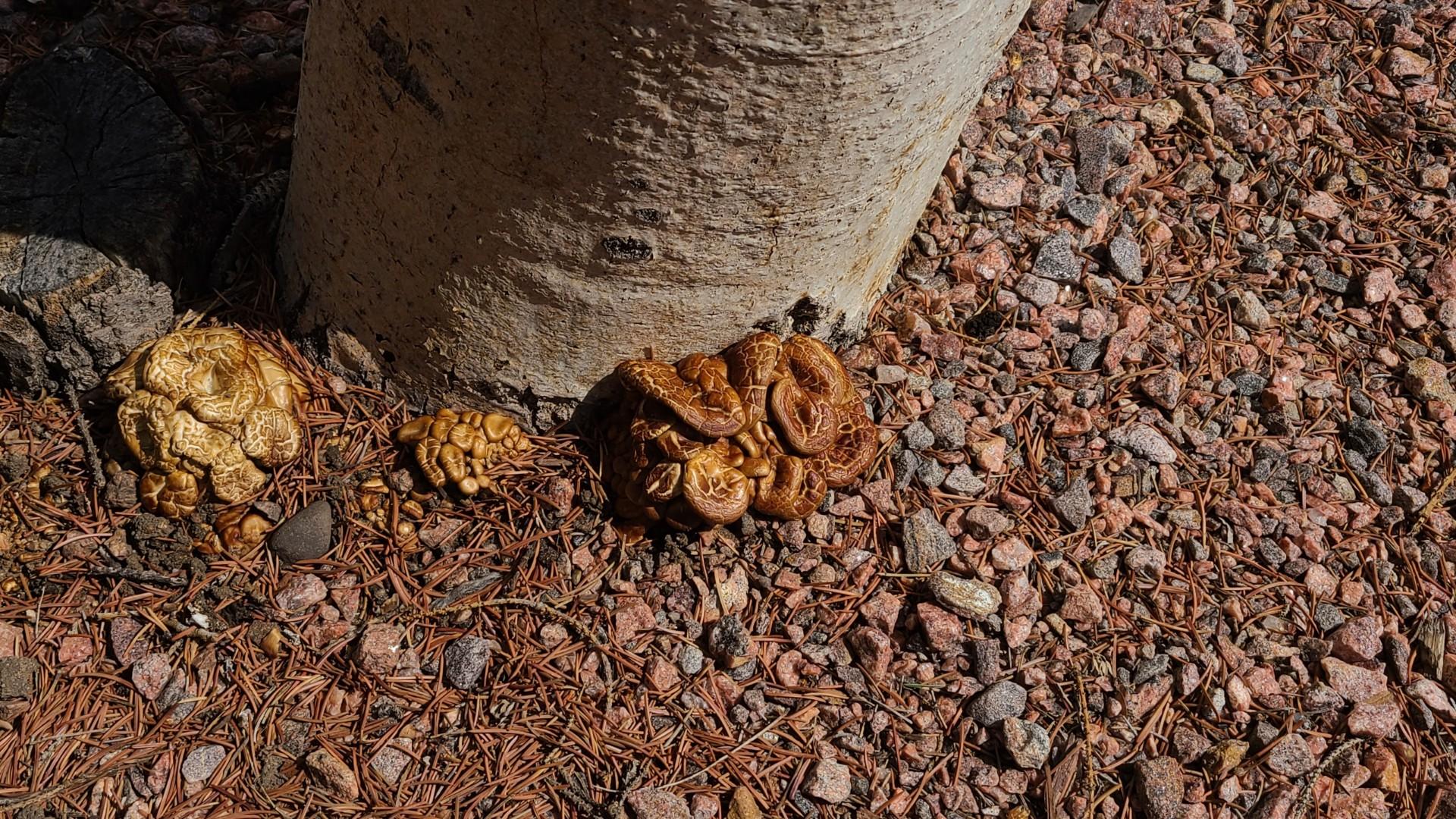 Some of the strangest life forms can be found sprouting in Colorado Springs, such as these wild mushrooms found at the base of a tree near Graner Music, right across from Doherty High School.