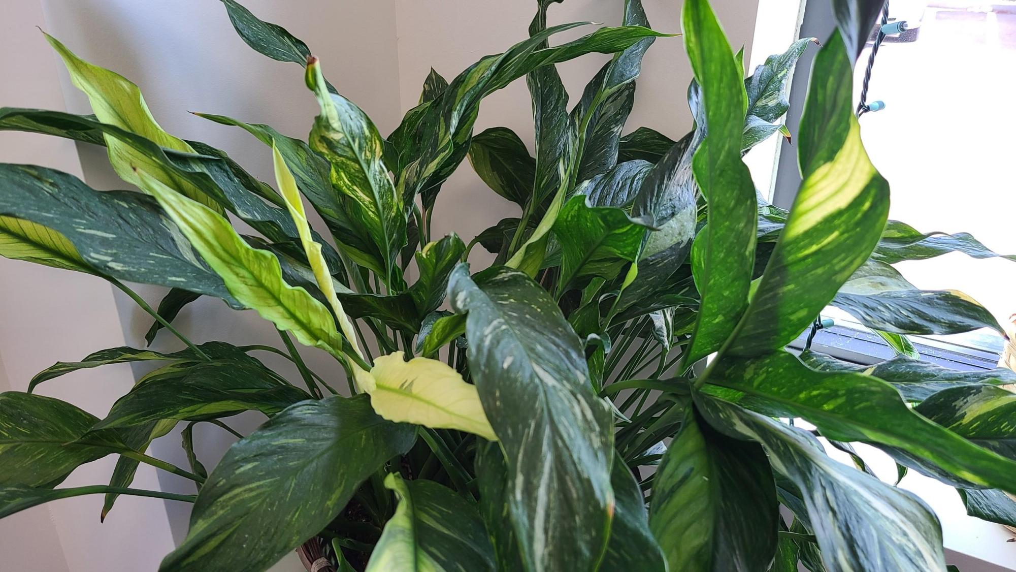 As summer approaches, indoor plants are available in stores. This is a photo of a Spathiphyllum, commonly known as a Peace Lily, being sold at My Floral Shop, located across from Doherty.