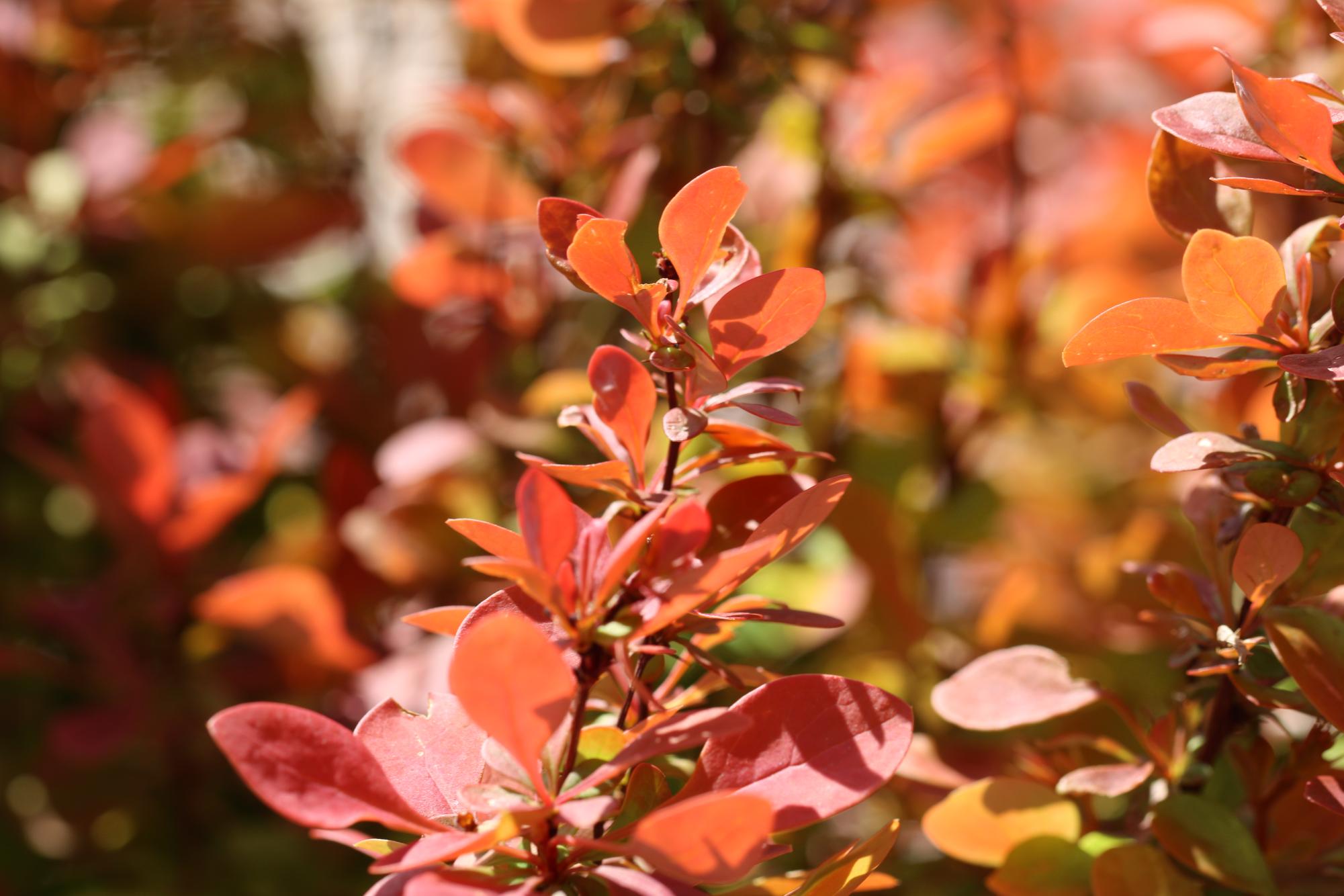 A bush near Doherty starting its transition from its fall red to spring green.