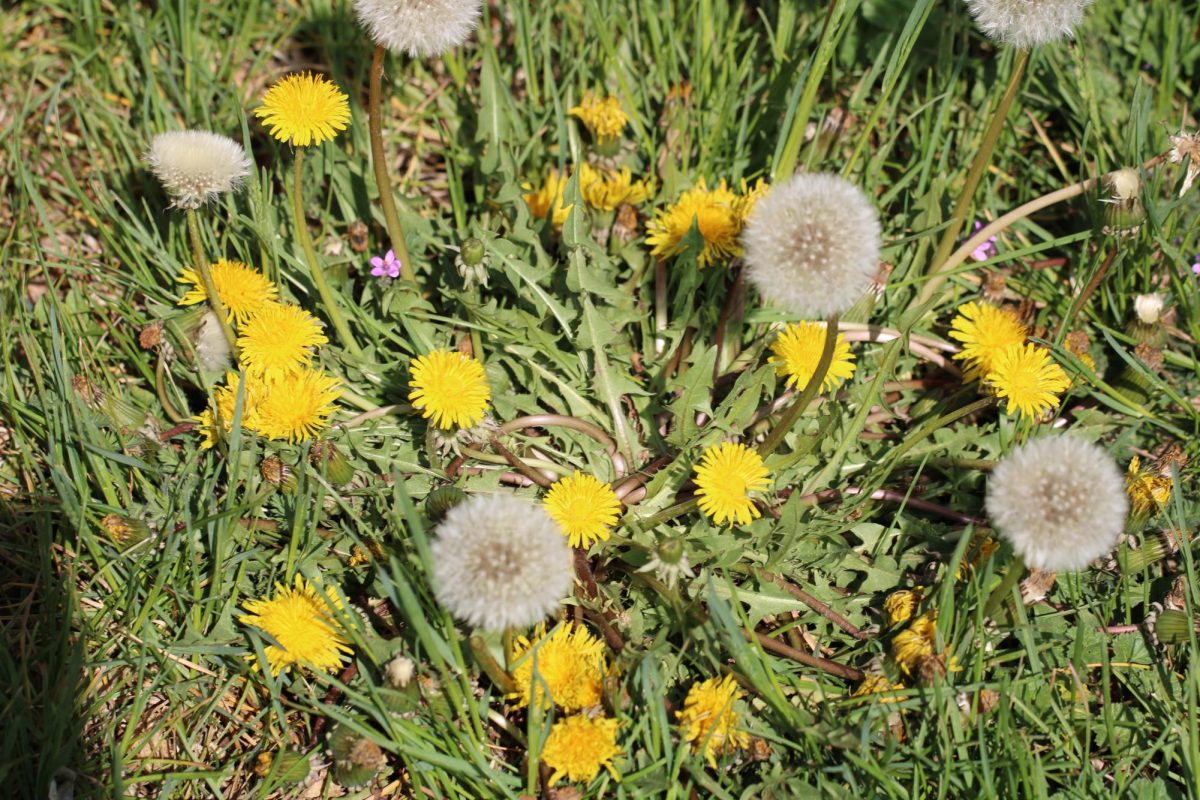 Beautiful Dandelions on Doherty property