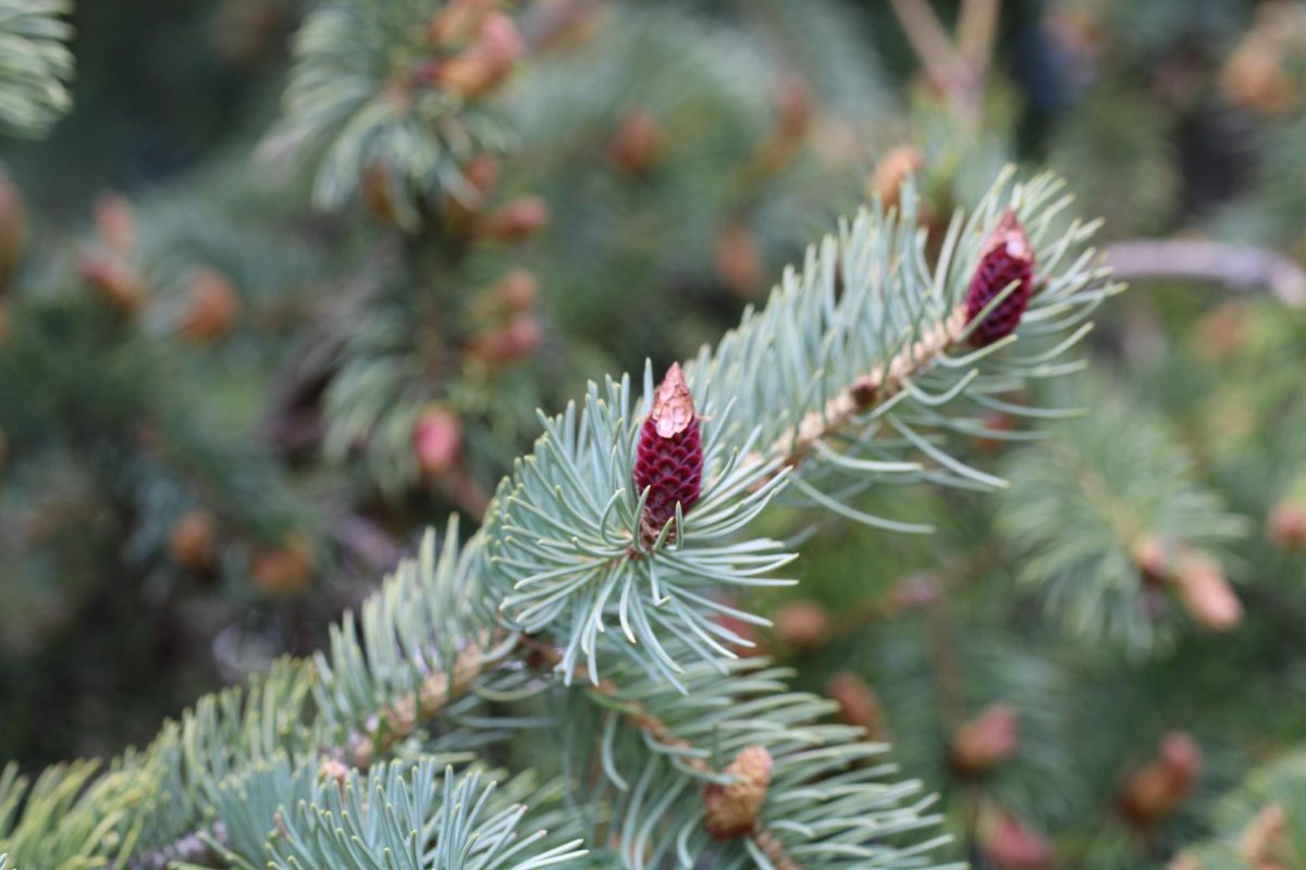 Pine cones beginning their growth and signalling with the rest of nature that spring is finally here.