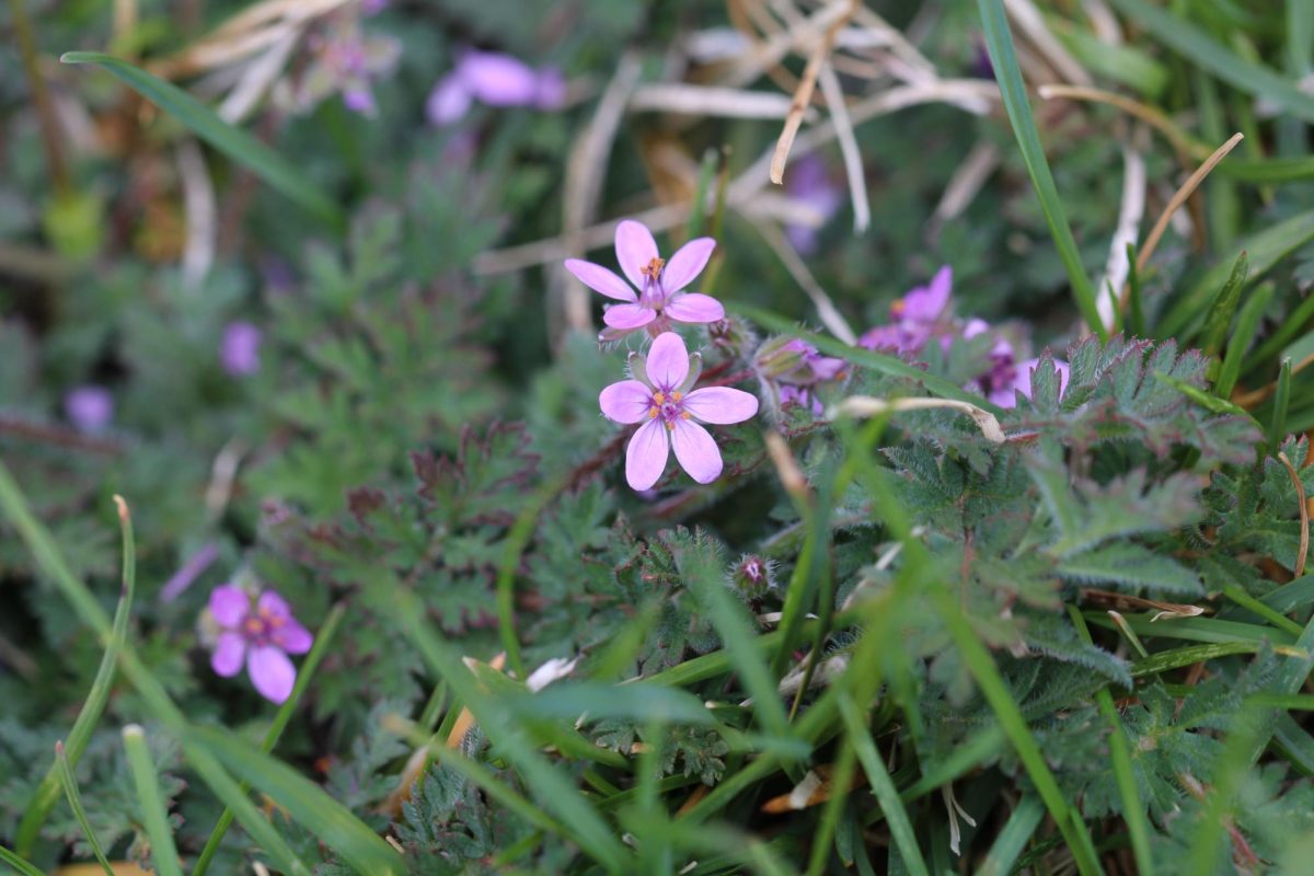 Beautiful yet tiny purple flowers blooming in the spring