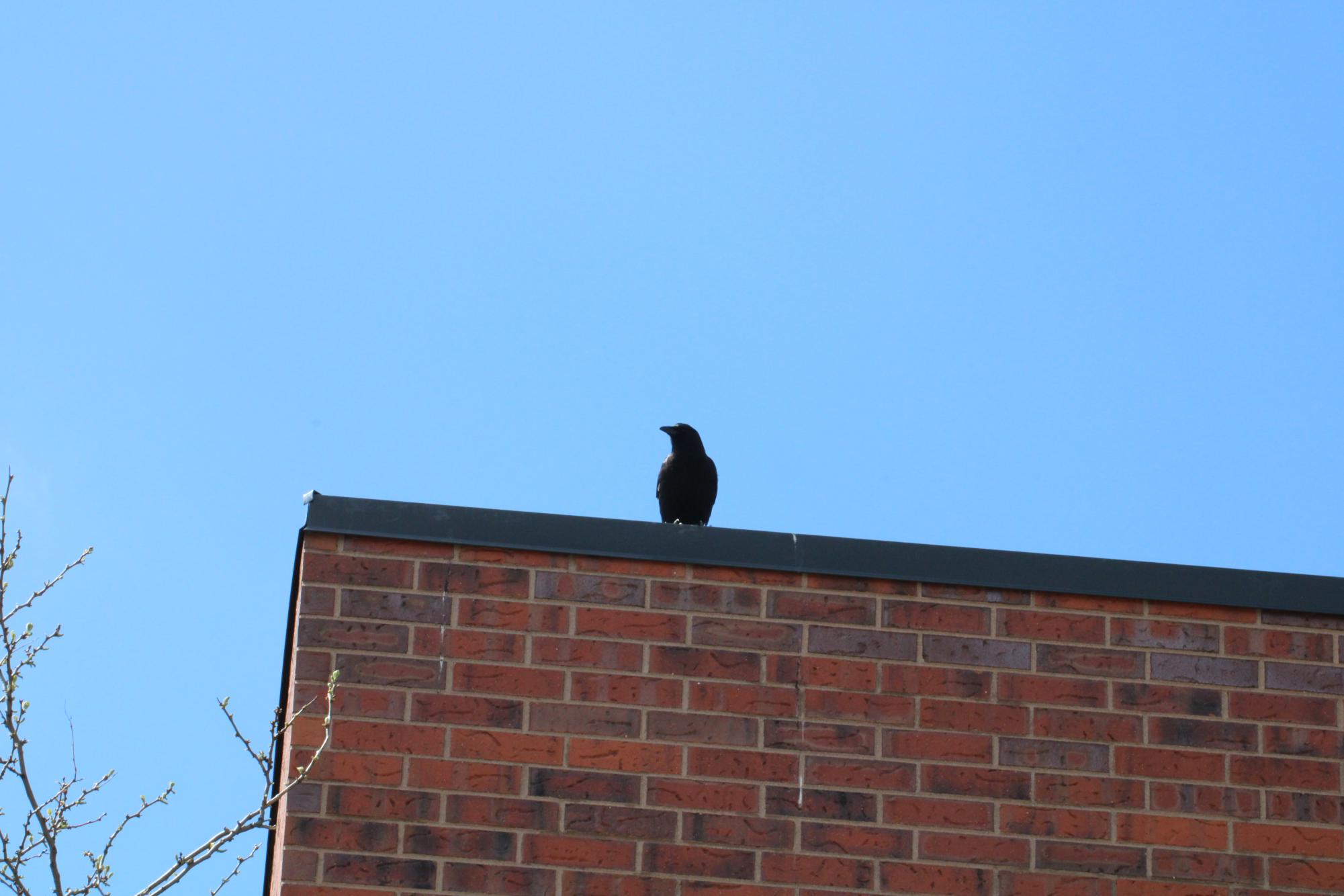 A crow resting upon the school roof looking very majestical.