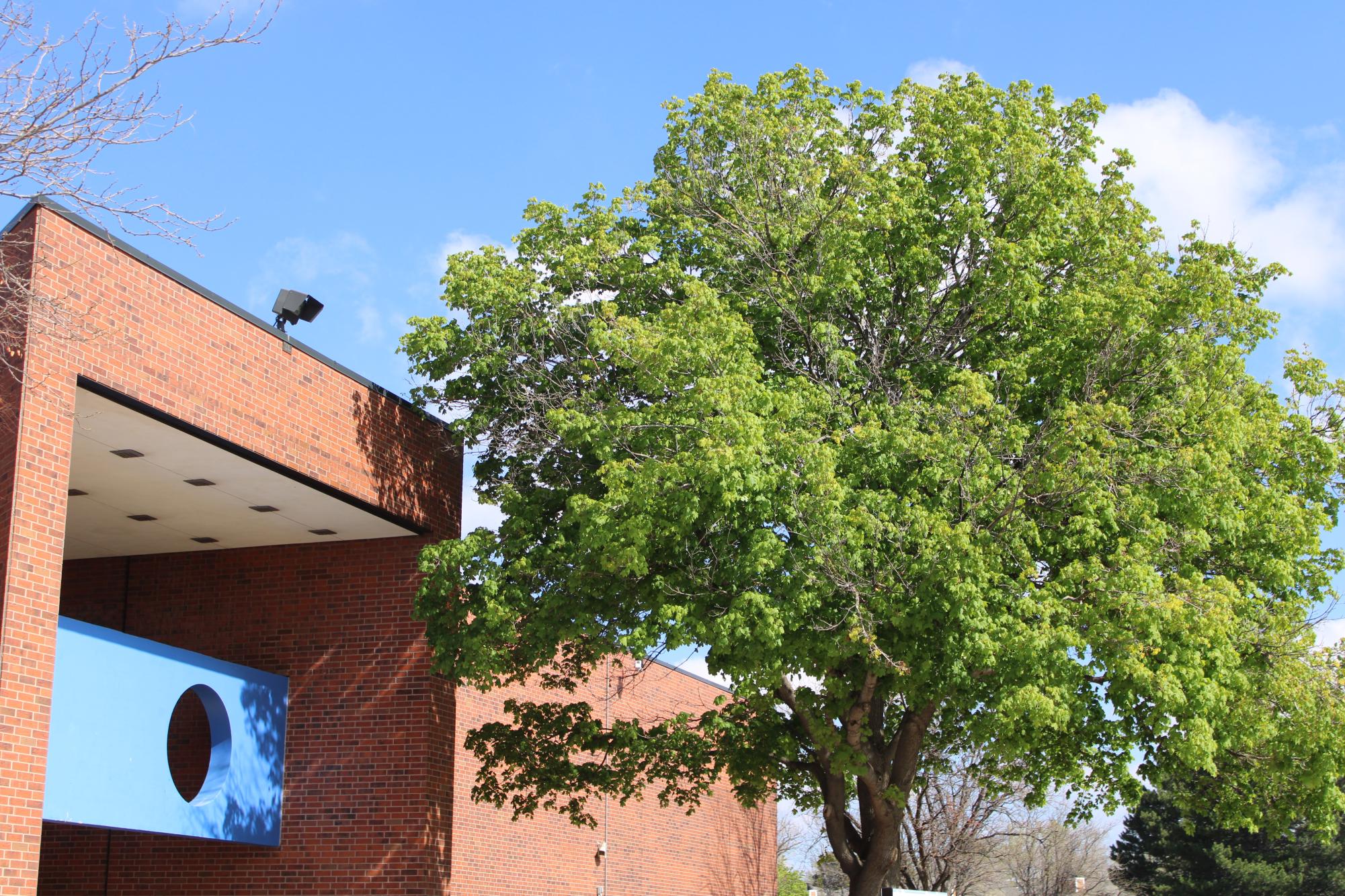 Among all the leafless trees scattered around Doherty campus, the tree at the west entrance has almost completely regained its beautiful green leaves.