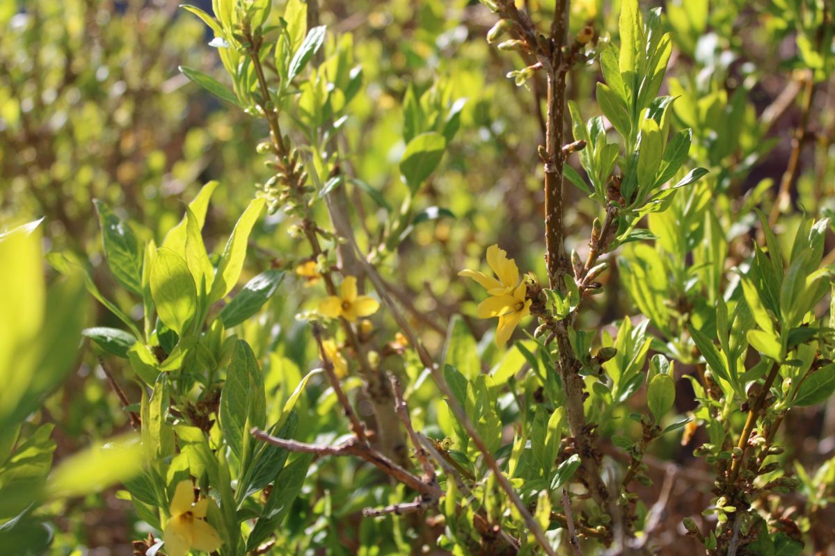 On Doherty's campus, a vibrant bush of Weeping Forsythia flourishes beside Doherty high school, its golden blossoms beckoning with the promise of spring.