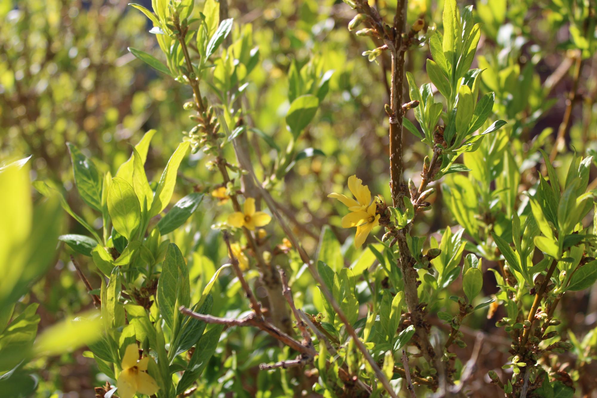 On Doherty's campus, a vibrant bush of Weeping Forsythia flourishes beside Doherty high school, its golden blossoms beckoning with the promise of spring.