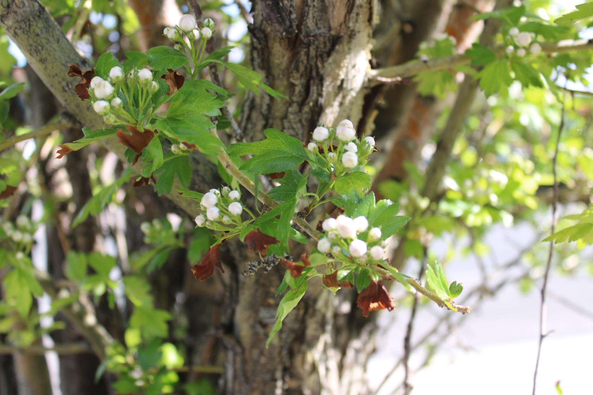 Flowers begin to bloom again on Giorgia Trocciola's memorial tree. Even though she is gone, her place in this world will not be forgotten.