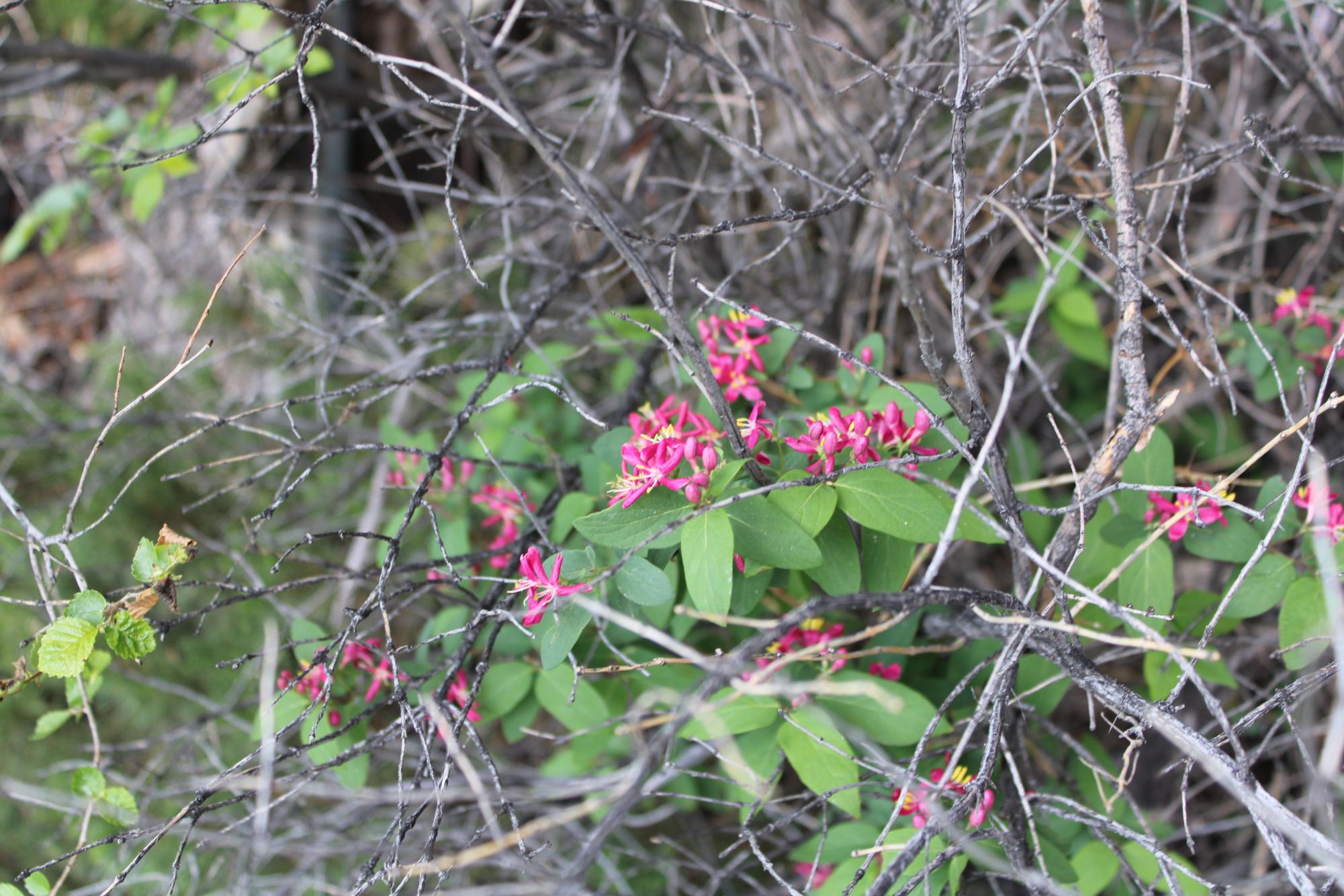 Despite many dead plants from winter, these Tatarian honeysuckle growing near Doherty High School's field can represent a new beginning in spring.