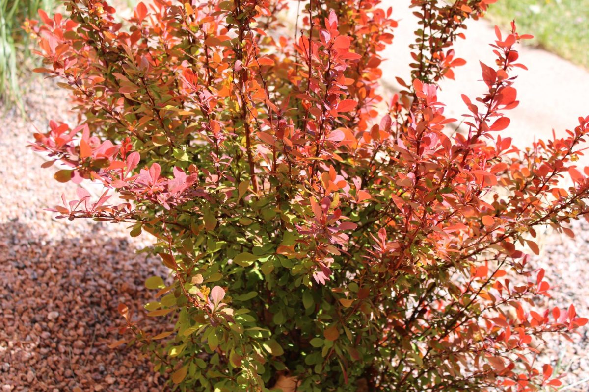 The Japanese barberry located at the south entrance of Doherty, beautifully shows us how spring can restore the city with vibrant colors.